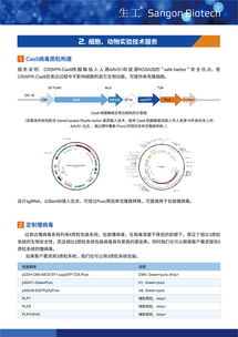 病毒包裝相關試劑盒及一站式服務 為科研保駕護航